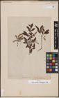 Foto von Salix aurita L. x Salix eleagnos Scop.